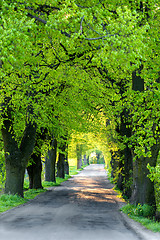 Image showing Green spring trees in alley