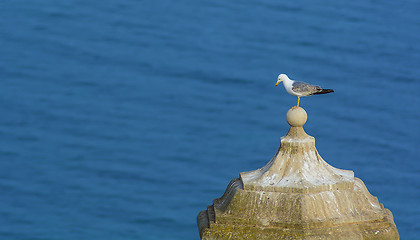 Image showing lonely seagull