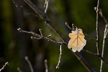 Image showing oak