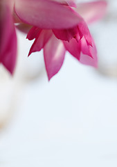 Image showing Christmas cactus