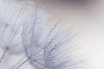 Image showing Plant seeds with water drops