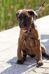 Image showing Boxer dog