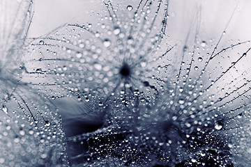 Image showing Plant seeds with water drops