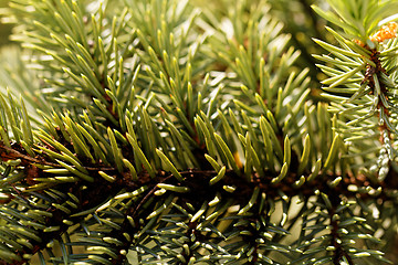 Image showing Green pine