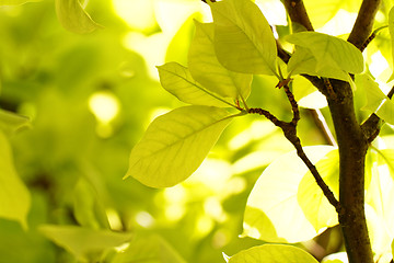 Image showing Green leaves