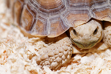 Image showing African Spurred Tortoise