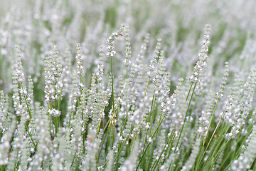 Image showing White lavender flowers