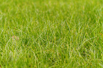 Image showing Green grass