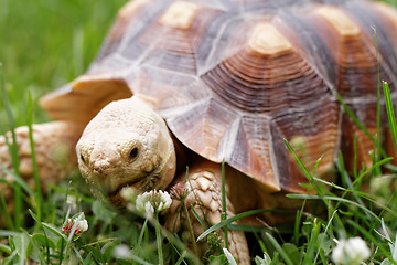 Image showing African Spurred Tortoise