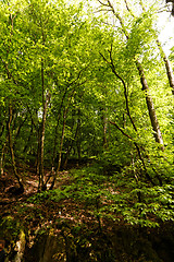 Image showing Forest at spring