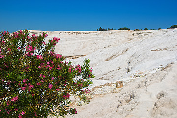 Image showing Panoramic view of Pammukale