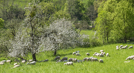 Image showing sheep at spring time