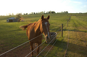 Image showing Horse on the fence