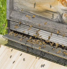 Image showing beehive with bees