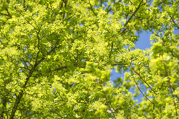 Image showing sunny tree detail