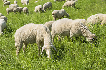 Image showing sheep at spring time