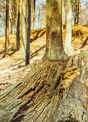 Image showing Old weathered tree stump