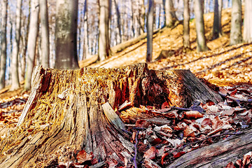 Image showing Old weathered tree stump