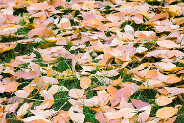 Image showing Fallen red leaves of aspen on a background of green moss on the 