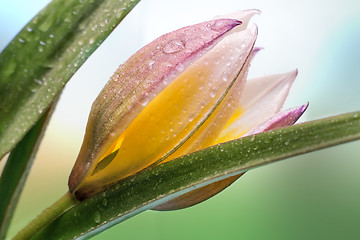 Image showing Flower yellow Tulip closeup.