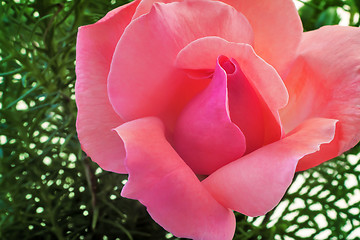Image showing Beautiful blooming rose on a background of green leaves