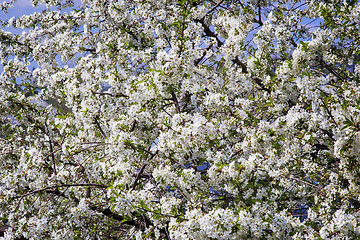 Image showing Branch of blossoming cherry against the blue sky.