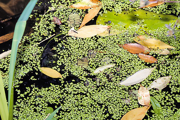 Image showing Fallen leaves and algae on the surface of the pond.