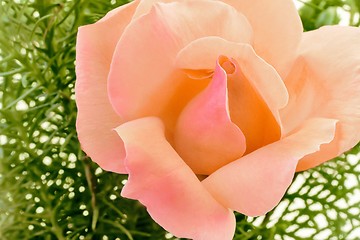 Image showing Beautiful blooming rose on a background of green leaves