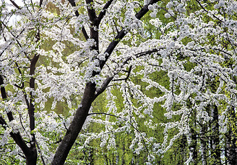 Image showing Abundant flowering plum tree.