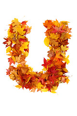 Image showing alphabet sign from autumn leaf 