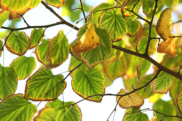 Image showing Yellow Autumn Leafs