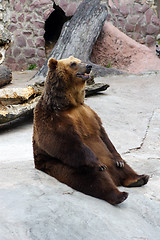 Image showing Animals, BROWN BEAR