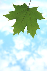 Image showing Maple Leaf