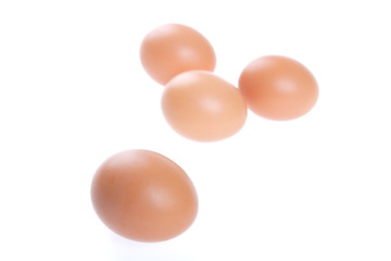 Image showing Egg, Bird