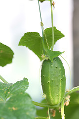 Image showing Cucumber on Branch