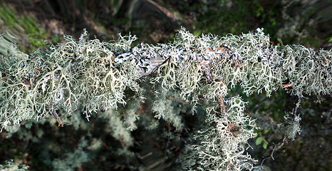 Image showing In realm of fine mosses and lichens