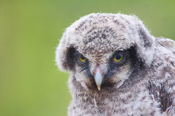 Image showing owl portrait young closeup