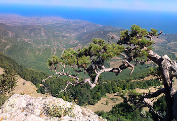 Image showing Magnificent Crimea.  old pine mountains to blue sea