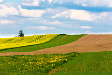 Image showing Beautiful summer rural landscape