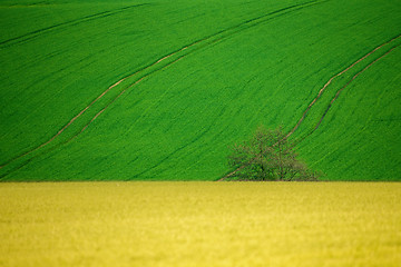 Image showing Beautiful summer rural landscape lines