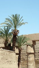 Image showing Luxor temple