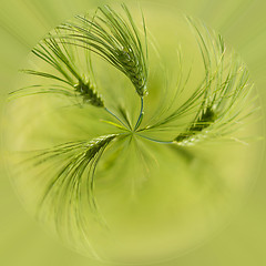 Image showing Organic Green spring grains with shallow focus