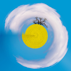 Image showing little planet of summer rural rape field landscape