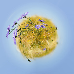 Image showing little planet with blue cornflowers