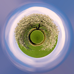 Image showing tiny planet spring flowering tree in countryside