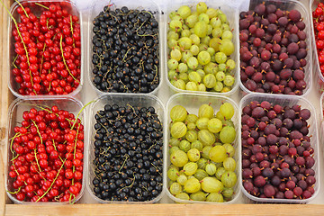 Image showing Berry Fruits