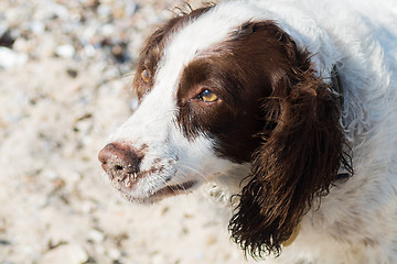 Image showing Springer spaniel portrait at a beach