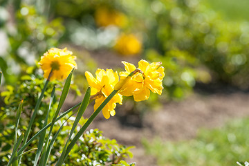 Image showing Daffodils in a home garden