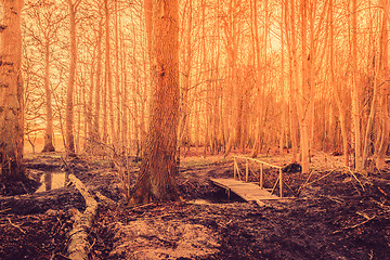 Image showing Bridge in a fairytale forest