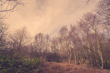 Image showing Forest in Denmark with birch trees